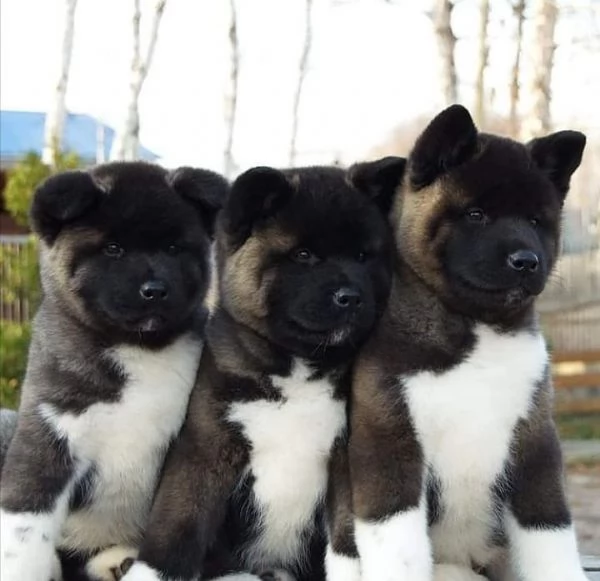 cuccioli di akita inu regalo