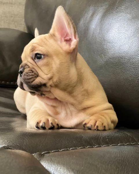 Sono nati dei bellissimi cuccioli di bulldog francese. | Foto 0