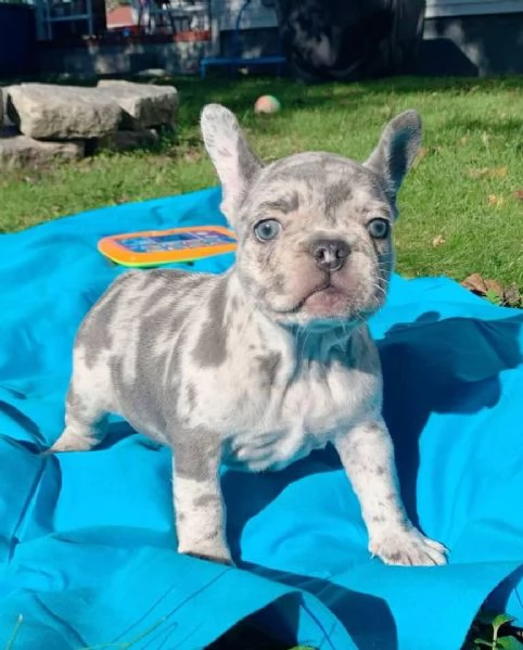 Sono nati dei bellissimi cuccioli di bulldog francese.