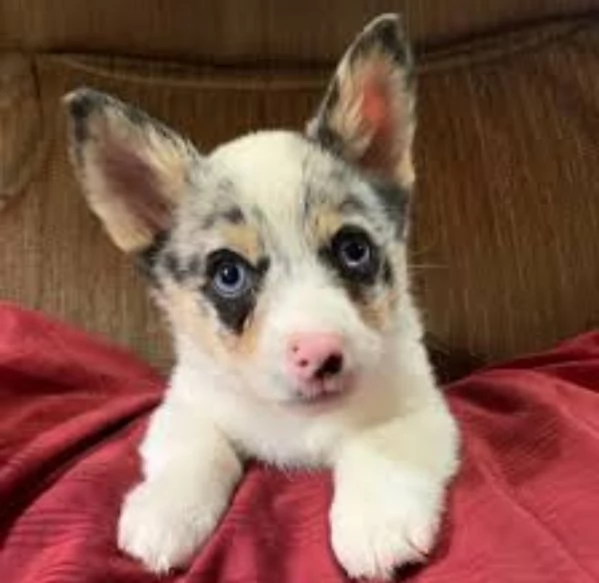 Adorabili cuccioli di Corgi da adottare