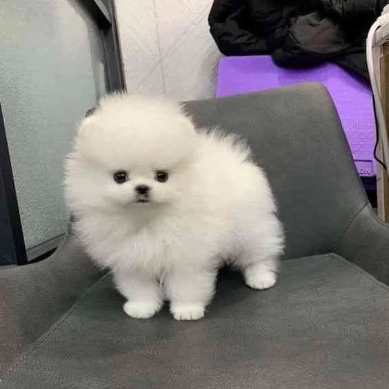 Cucciolo maschio di Pomerania