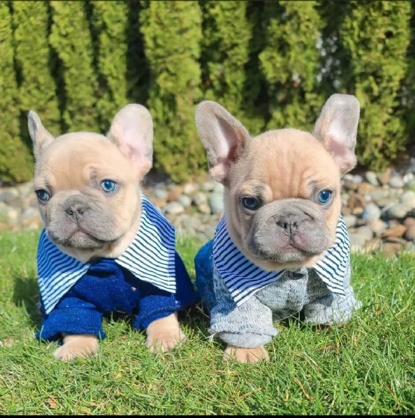 Bellissimi cuccioli di bulldog francese disponibili | Foto 0