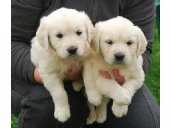 Due cuccioli maschietti di Golden retriever!!!