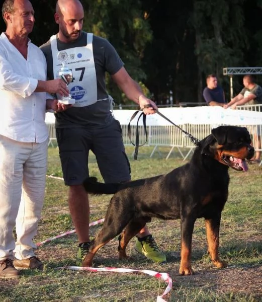 Cuccioli di Rottweiller selezionati  | Foto 2