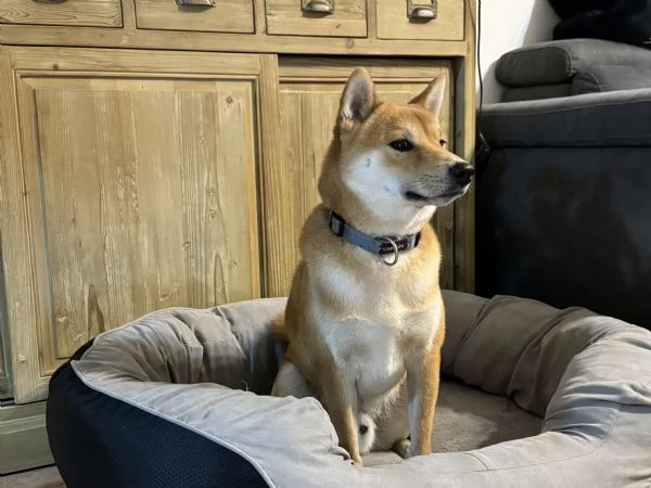 Shiba Inu maschio 3 anni