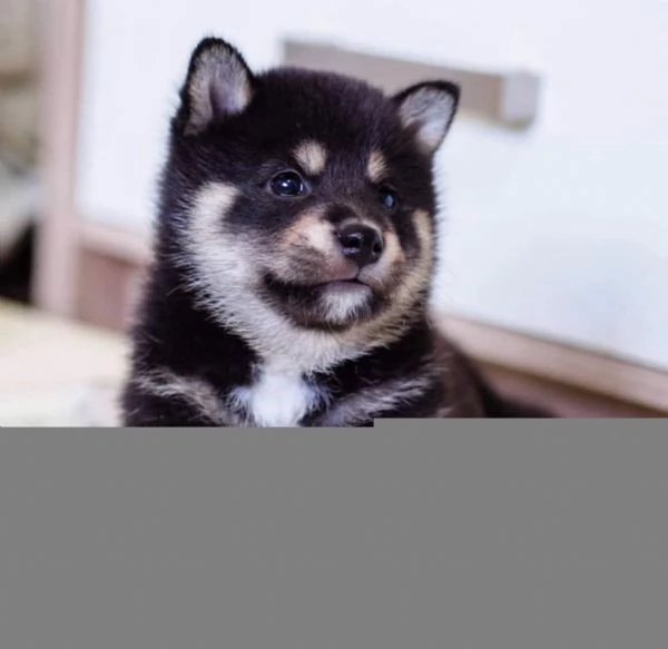 SHIBA INU cuccioli !! | Foto 0