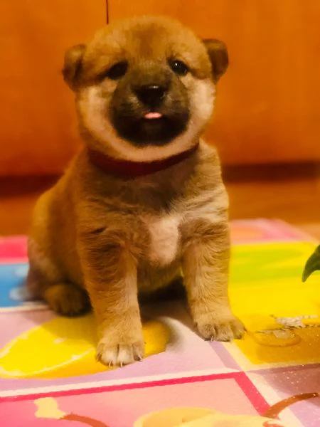 Cucciole di Shiba Inu!