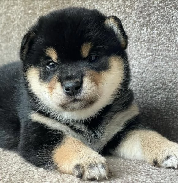 Shiba inu cuccioli !