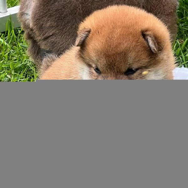 Shiba inu cuccioli ! | Foto 0