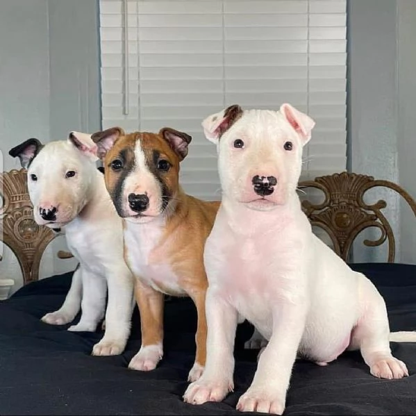 Regalo bellissimi cuccioli di mini bull terrier di 3 mesi.