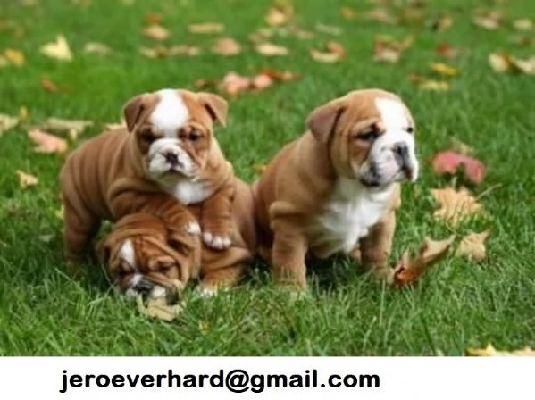 Regalo Cuccioli di ​bulldog inglese