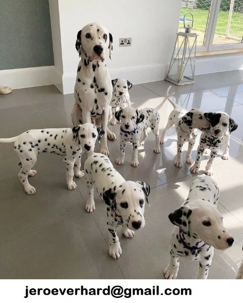 Regalo Cuccioli di ​dalmata