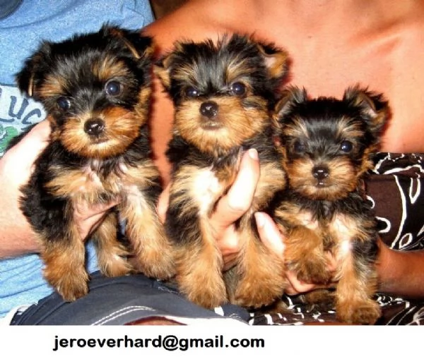 Regalo Cuccioli di ​Yorkie di razza