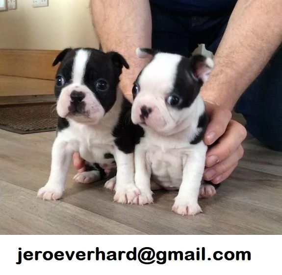 Regalo cuccioli di Boston Terrier