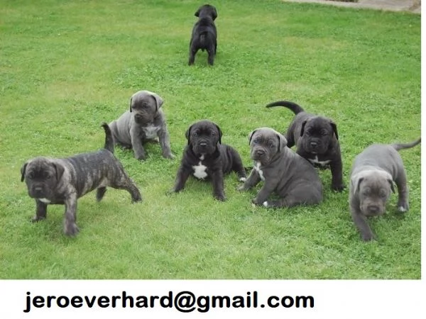 Regalo Cuccioli ​cane corso