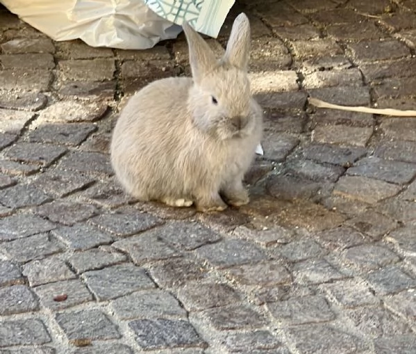 Coniglio baby maschio cerca casa ♥️ || SOLO LIBERO