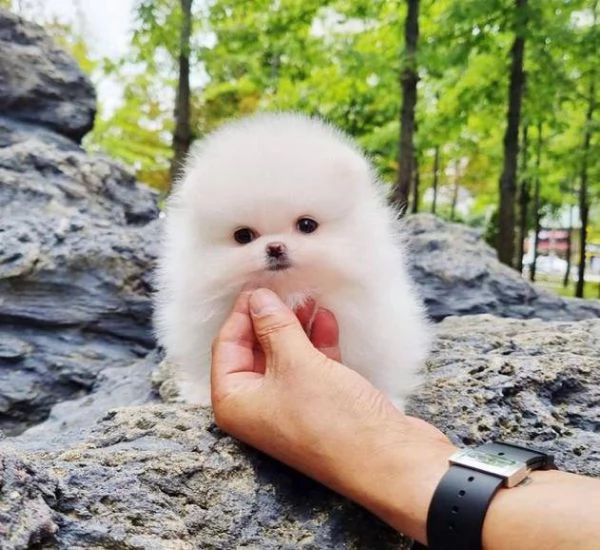 Regalo Cuccioli di pomerania maschio o femmina!!