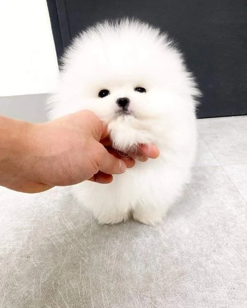 regalo Volpino Pomerania cuccioli