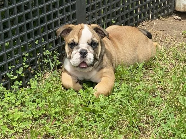 Regalo Disponibili cuccioli di Bouledogue Inglese.