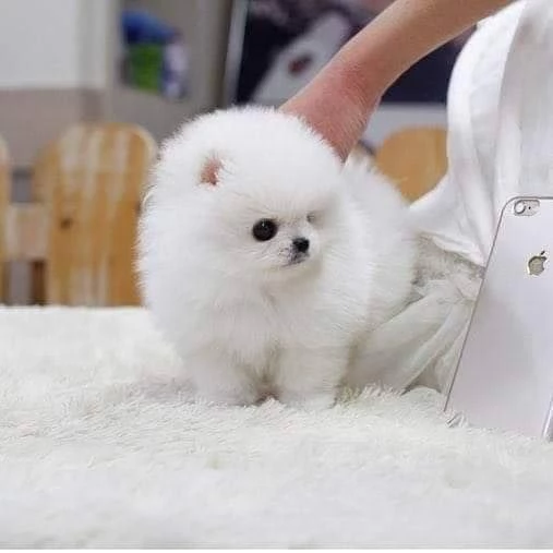 Adorabile cucciolo di pomerania per l'adozione!!