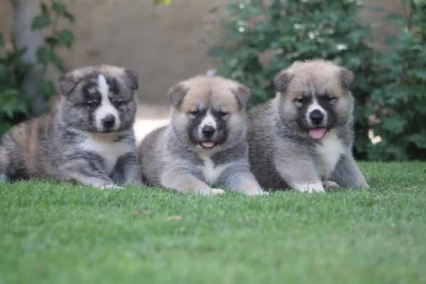 cuccioli di akita inu regalo