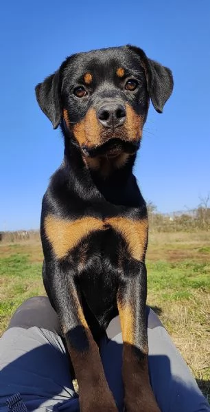 Cucciola di rottweiler  | Foto 0