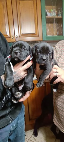 Cuccioli cane Corso 