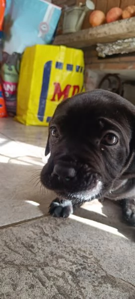 Cuccioli cane Corso  | Foto 3