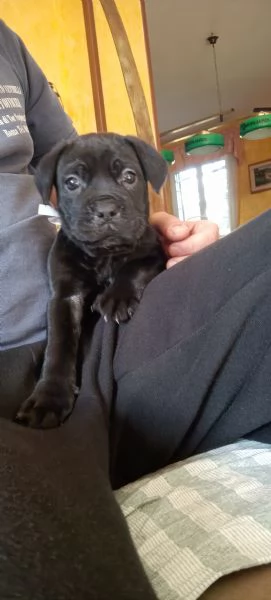 Cuccioli cane Corso  | Foto 1