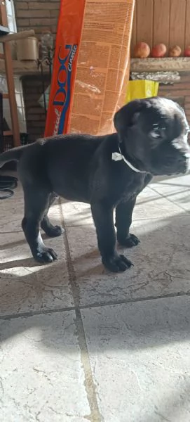 Cuccioli cane Corso  | Foto 0