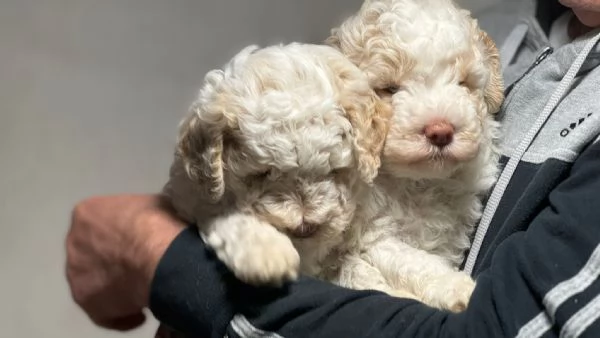 Lagotto Romagnolo cucciolo