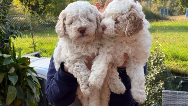 Lagotto Romagnolo cucciolo | Foto 4