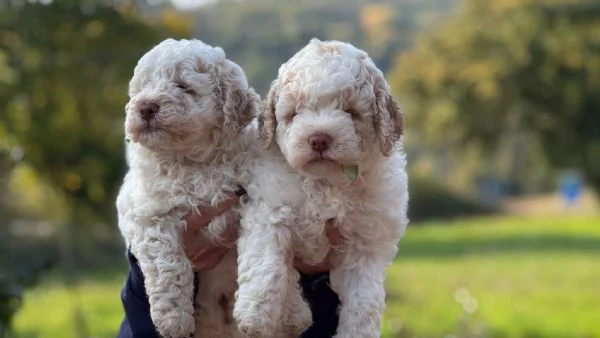 Lagotto Romagnolo cucciolo | Foto 2