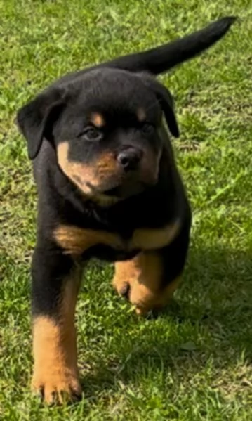 Cuccioli rottweiler 