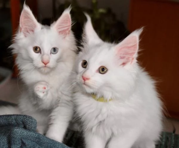 Cuccioli di Maine Coon pedigree ANFI