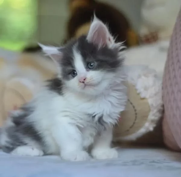 Maine Coon cuccioli