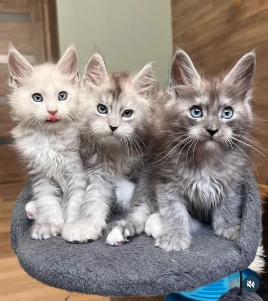 Cuccioli maine coon