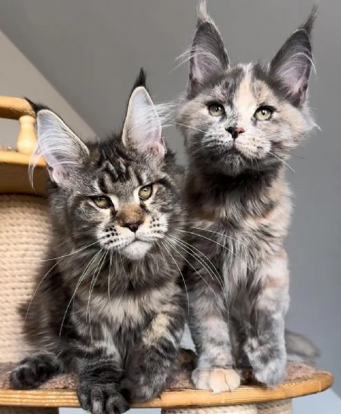 Cuccioli di Maine Coon