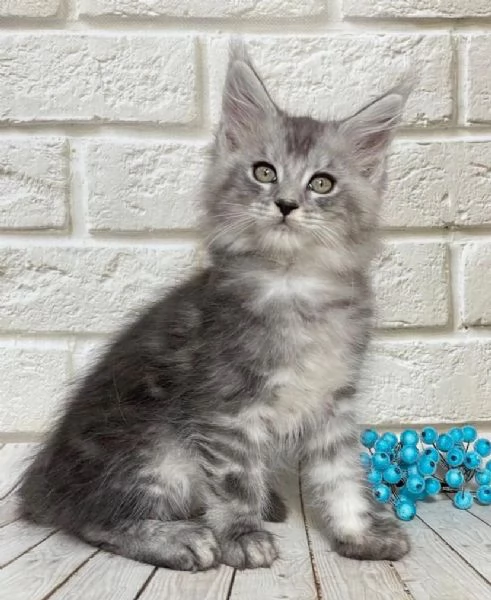 Cuccioli di Maine Coon