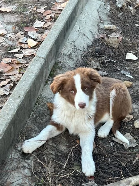 Cuccioli Border Collie senza pedigree.