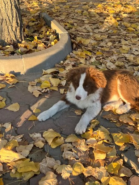 Cuccioli Border Collie senza pedigree. | Foto 4