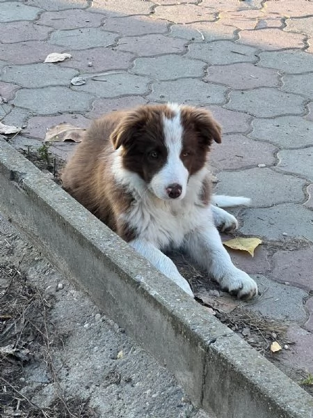 Cuccioli Border Collie senza pedigree. | Foto 3