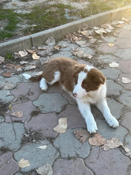 Cuccioli Border Collie senza pedigree. | Foto 2