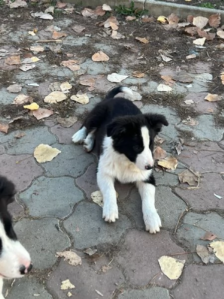 Cuccioli Border Collie senza pedigree. | Foto 1