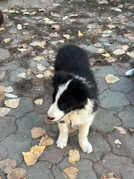 Cuccioli Border Collie senza pedigree. | Foto 0