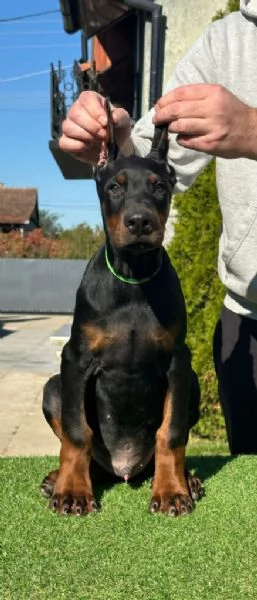 Cuccioli di Dobermann in vendita