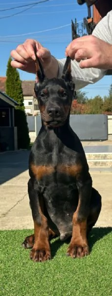 Cuccioli di Dobermann in vendita | Foto 6