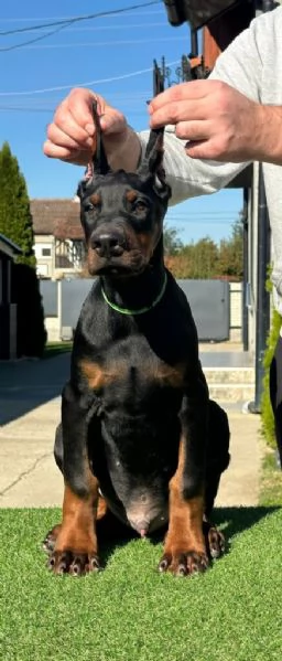 Cuccioli di Dobermann in vendita | Foto 5