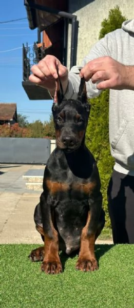 Cuccioli di Dobermann in vendita | Foto 4