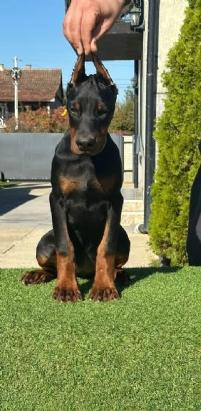 Cuccioli di Dobermann in vendita | Foto 3